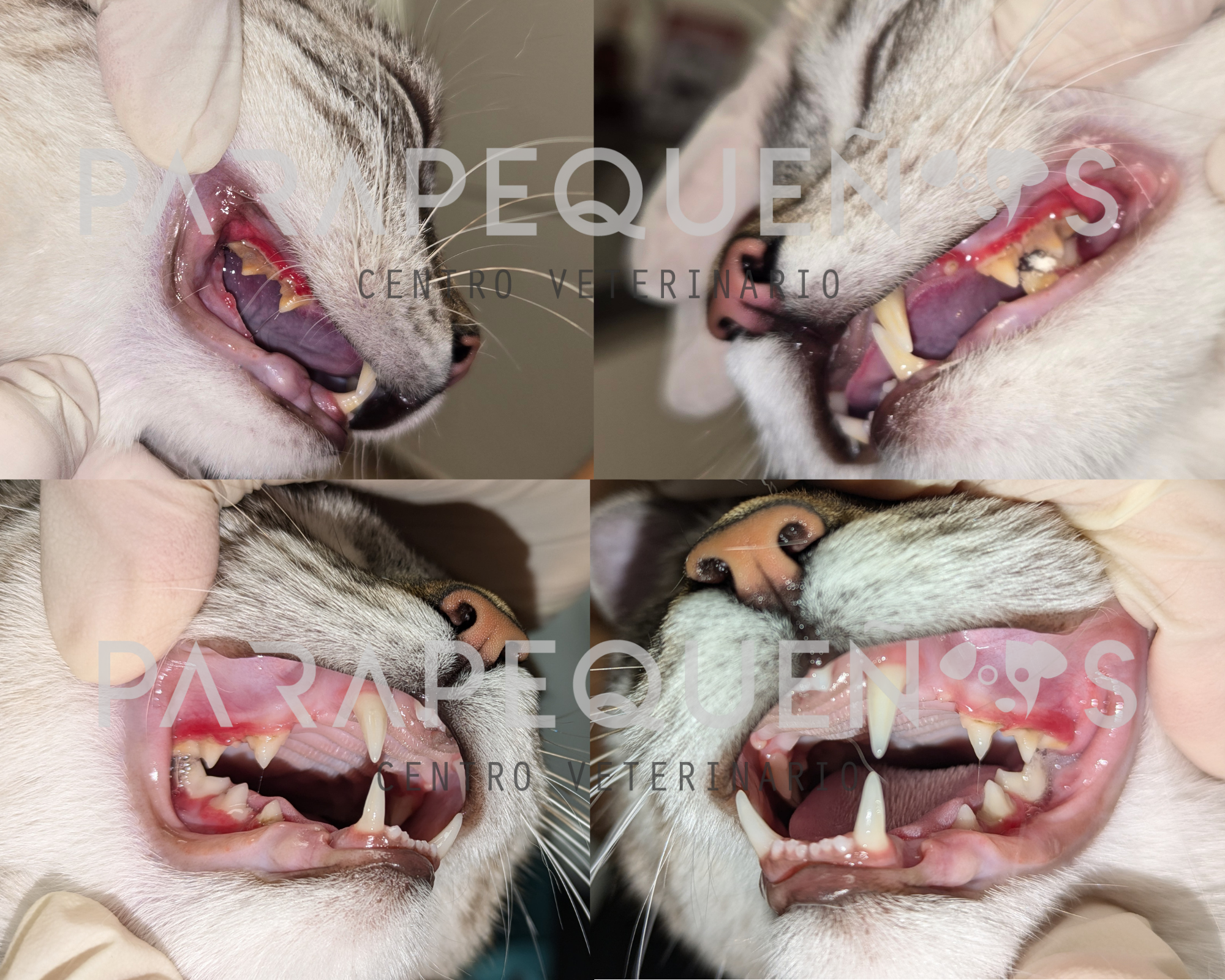 Odontología